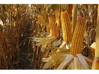 Tract 5 - LAND & REAL ESTATE AUCTION, 450+/- Acres offered in 17 Tracts of Highly Productive, Tillable Crop Land