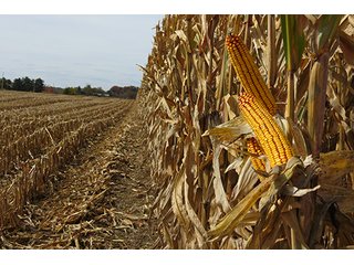 Tract 5 - LAND & REAL ESTATE AUCTION, 450+/- Acres offered in 17 Tracts of Highly Productive, Tillable Crop Land