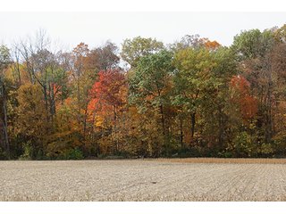 Tract 8 - LAND & REAL ESTATE AUCTION, 450+/- Acres offered in 17 Tracts of Highly Productive, Tillable Crop Land