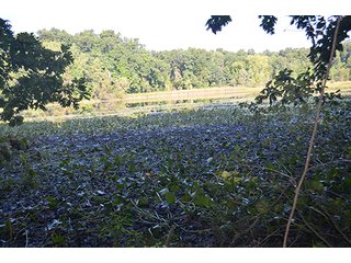 Property photo 27 - REAL ESTATE & LAND AUCTION-GOSHEN COLLEGE REAL LOG & MORTAR CABIN-37.86+/- ACRES