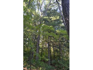 Property photo 7 - REAL ESTATE & LAND AUCTION-GOSHEN COLLEGE REAL LOG & MORTAR CABIN-37.86+/- ACRES