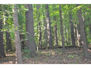 Property photo 16 - REAL ESTATE & LAND AUCTION-GOSHEN COLLEGE REAL LOG & MORTAR CABIN-37.86+/- ACRES