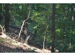 Property photo 9 - REAL ESTATE & LAND AUCTION-GOSHEN COLLEGE REAL LOG & MORTAR CABIN-37.86+/- ACRES