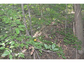 Property photo 13 - REAL ESTATE & LAND AUCTION-GOSHEN COLLEGE REAL LOG & MORTAR CABIN-37.86+/- ACRES