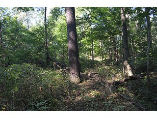 Property photo 10 - REAL ESTATE & LAND AUCTION-GOSHEN COLLEGE REAL LOG & MORTAR CABIN-37.86+/- ACRES