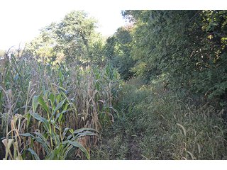 Property photo 21 - REAL ESTATE & LAND AUCTION-GOSHEN COLLEGE REAL LOG & MORTAR CABIN-37.86+/- ACRES
