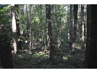 Property photo 1 - REAL ESTATE & LAND AUCTION-GOSHEN COLLEGE REAL LOG & MORTAR CABIN-37.86+/- ACRES