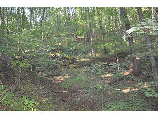 Property photo 20 - REAL ESTATE & LAND AUCTION-GOSHEN COLLEGE REAL LOG & MORTAR CABIN-37.86+/- ACRES