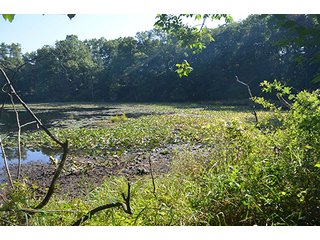 Property photo 38 - REAL ESTATE & LAND AUCTION-GOSHEN COLLEGE REAL LOG & MORTAR CABIN-37.86+/- ACRES