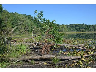 Property photo 45 - REAL ESTATE & LAND AUCTION-GOSHEN COLLEGE REAL LOG & MORTAR CABIN-37.86+/- ACRES