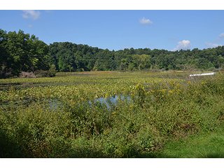 Property photo 50 - REAL ESTATE & LAND AUCTION-GOSHEN COLLEGE REAL LOG & MORTAR CABIN-37.86+/- ACRES