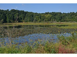 Property photo 28 - REAL ESTATE & LAND AUCTION-GOSHEN COLLEGE REAL LOG & MORTAR CABIN-37.86+/- ACRES
