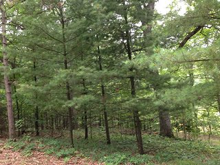 Property photo 4 - REAL ESTATE & LAND AUCTION-GOSHEN COLLEGE REAL LOG & MORTAR CABIN-37.86+/- ACRES