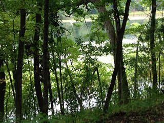 Property photo 6 - REAL ESTATE & LAND AUCTION-GOSHEN COLLEGE REAL LOG & MORTAR CABIN-37.86+/- ACRES