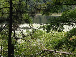 Property photo 3 - REAL ESTATE & LAND AUCTION-GOSHEN COLLEGE REAL LOG & MORTAR CABIN-37.86+/- ACRES