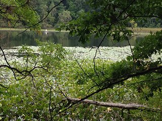 Property photo 33 - REAL ESTATE & LAND AUCTION-GOSHEN COLLEGE REAL LOG & MORTAR CABIN-37.86+/- ACRES