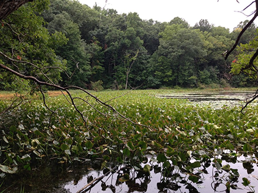 REAL ESTATE & LAND AUCTION-GOSHEN COLLEGE REAL LOG & MORTAR CABIN-37.86+/- ACRES