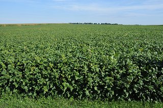 Cottonwood, Ford County