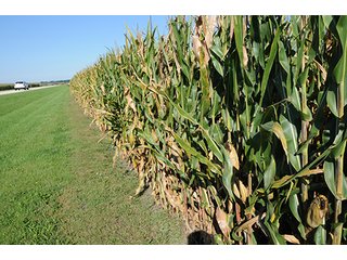 Tract 1 - ILLINOIS LAND AUCTION, 5 Farms, 673+/- Acres offered in 7 Tracts