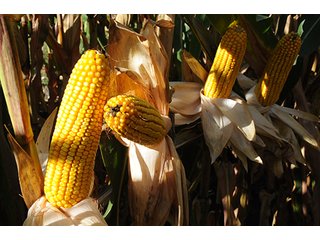 Tract 1 - ILLINOIS LAND AUCTION, 5 Farms, 673+/- Acres offered in 7 Tracts