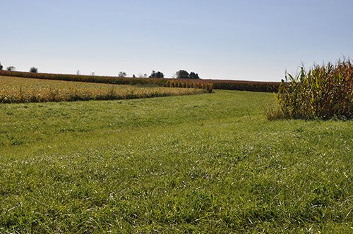 Property photo 4 - LAND AUCTION, 80+/- Acres offered in 1 Tract