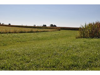 Property photo 4 - LAND AUCTION, 80+/- Acres offered in 1 Tract