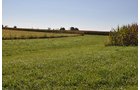 Property photo 4 - LAND AUCTION, 80+/- Acres offered in 1 Tract