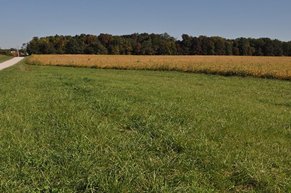 LAND AUCTION, 80+/- Acres offered in 1 Tract