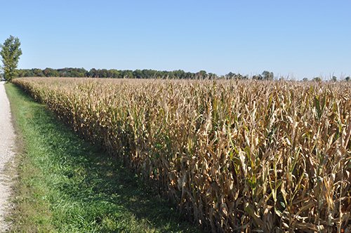 Property photo 6 - LAND AUCTION, 80+/- Acres offered in 1 Tract
