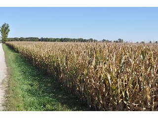 Property photo 6 - LAND AUCTION, 80+/- Acres offered in 1 Tract