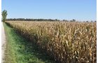 Property photo 6 - LAND AUCTION, 80+/- Acres offered in 1 Tract