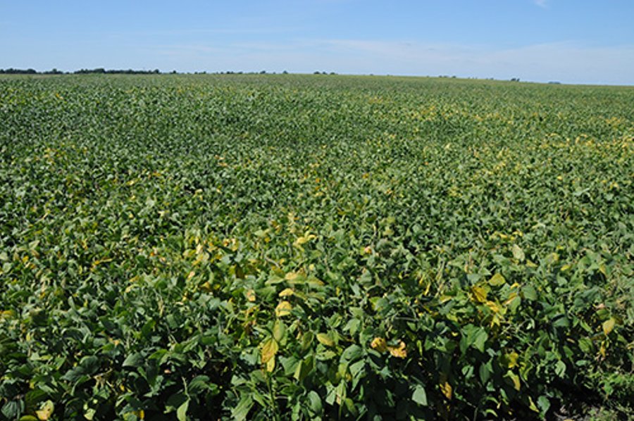 INDIANA FARMLAND AUCTION, 350+/- Acres offered in 3 Tracts