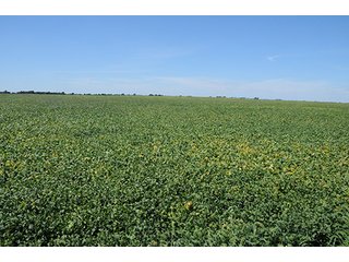 Property photo 3 - INDIANA FARMLAND AUCTION, 350+/- Acres offered in 3 Tracts