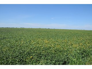 Property photo 6 - INDIANA FARMLAND AUCTION, 350+/- Acres offered in 3 Tracts