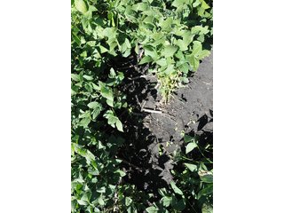 Property photo 15 - INDIANA FARMLAND AUCTION, 350+/- Acres offered in 3 Tracts