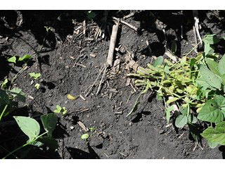 Property photo 16 - INDIANA FARMLAND AUCTION, 350+/- Acres offered in 3 Tracts