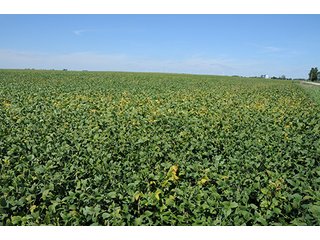Property photo 7 - INDIANA FARMLAND AUCTION, 350+/- Acres offered in 3 Tracts