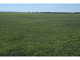 Property photo 4 - INDIANA FARMLAND AUCTION, 350+/- Acres offered in 3 Tracts