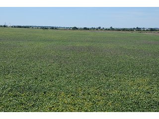 Property photo 5 - INDIANA FARMLAND AUCTION, 350+/- Acres offered in 3 Tracts