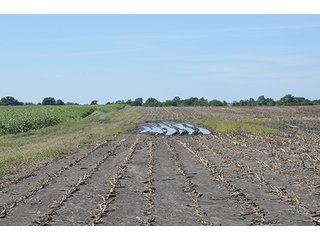 Property photo 8 - INDIANA FARMLAND AUCTION, 350+/- Acres offered in 3 Tracts
