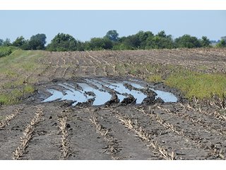 Property photo 11 - INDIANA FARMLAND AUCTION, 350+/- Acres offered in 3 Tracts