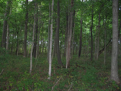 Property photo 26 - LAND AUCTION, 118.508+/- Acres offered in 2 Tracts