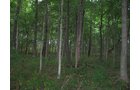 Property photo 26 - LAND AUCTION, 118.508+/- Acres offered in 2 Tracts