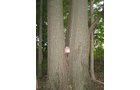 Property photo 11 - LAND AUCTION, 118.508+/- Acres offered in 2 Tracts