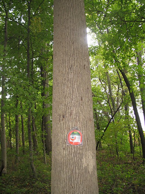 Property photo 21 - LAND AUCTION, 118.508+/- Acres offered in 2 Tracts