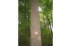 Property photo 21 - LAND AUCTION, 118.508+/- Acres offered in 2 Tracts