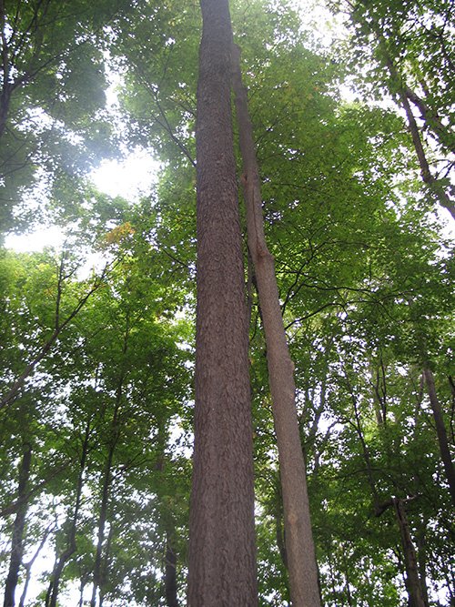 Property photo 14 - LAND AUCTION, 118.508+/- Acres offered in 2 Tracts