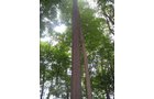 Property photo 14 - LAND AUCTION, 118.508+/- Acres offered in 2 Tracts