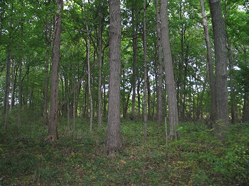 Property photo 20 - LAND AUCTION, 118.508+/- Acres offered in 2 Tracts