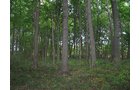 Property photo 20 - LAND AUCTION, 118.508+/- Acres offered in 2 Tracts